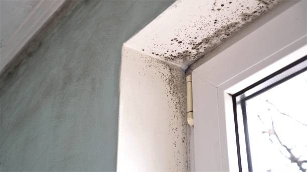 Best Forensic Mold Investigation  in White City, UT