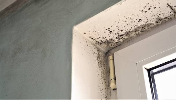 Best HVAC Mold Inspection and Cleaning  in White City, UT