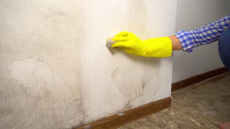 Best Emergency Mold Remediation  in White City, UT