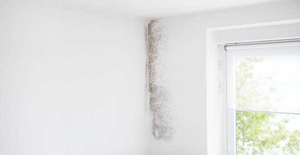 Best Industrial Mold Remediation  in White City, UT