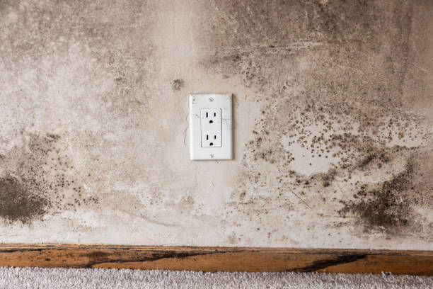 Best Mold Remediation for Healthcare Facilities  in White City, UT
