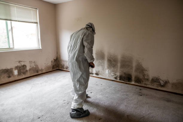 Best Commercial Mold Inspection  in White City, UT